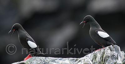 BB 15 0465 / Cepphus grylle / Teist